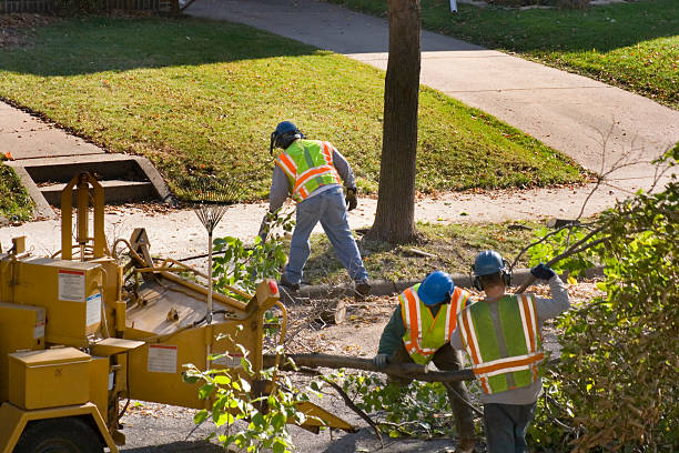 Professional Tree Services in South Hempstead, NY